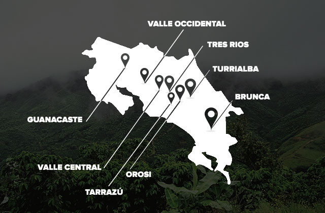 Costa Rica Tarrazú Coffee Flavor Profile | Complete Guide to Honey Process Sweetness & Pour Over Parameters