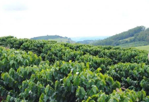 Flavor Profile of Brazilian Red & Yellow Bourbon Pour Over & Full Extraction Guide for Cerrado