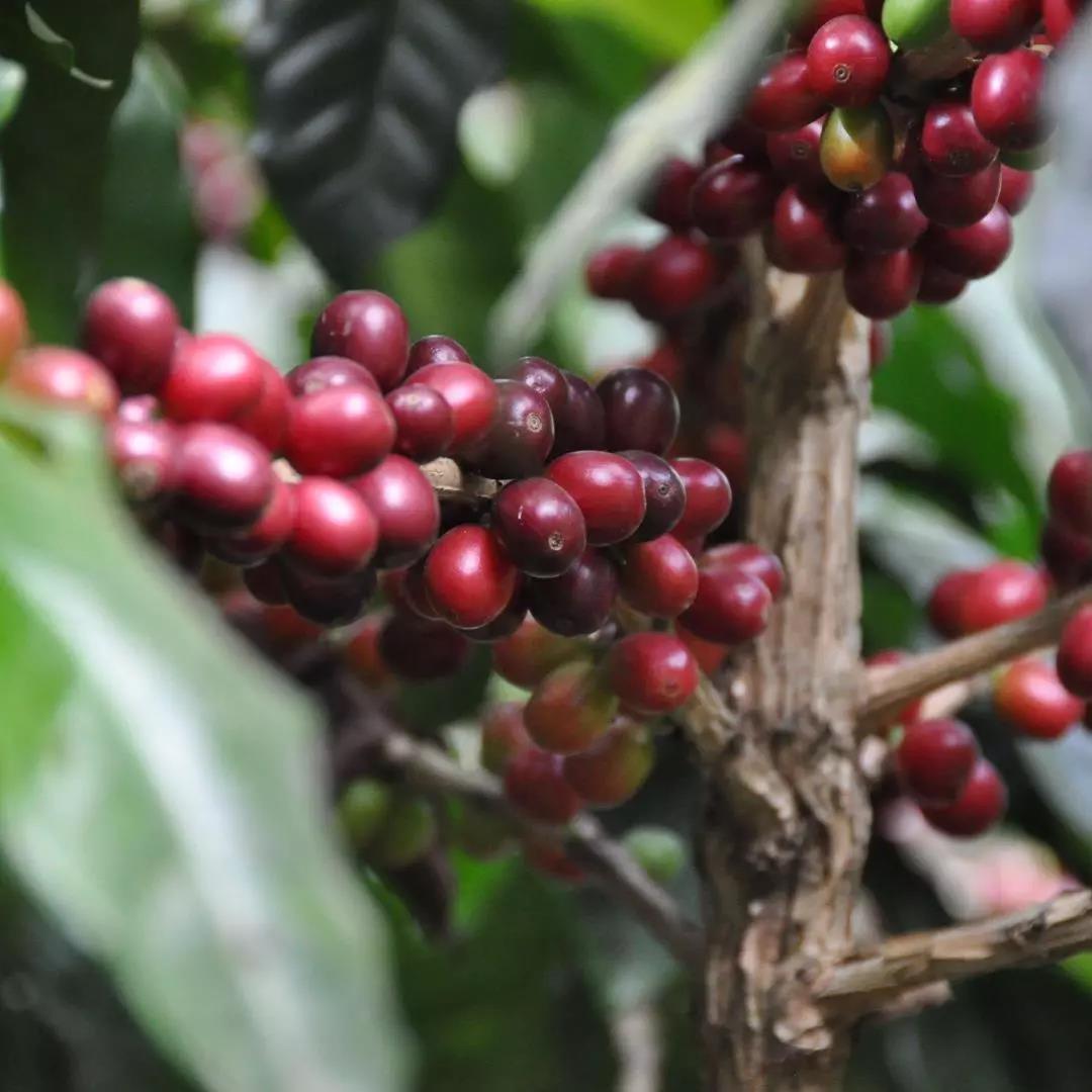 Colombian Huila Flower Moonlight Coffee Beans: A Complete Guide to Anaerobic Natural Flavors and Pour Over Parameters