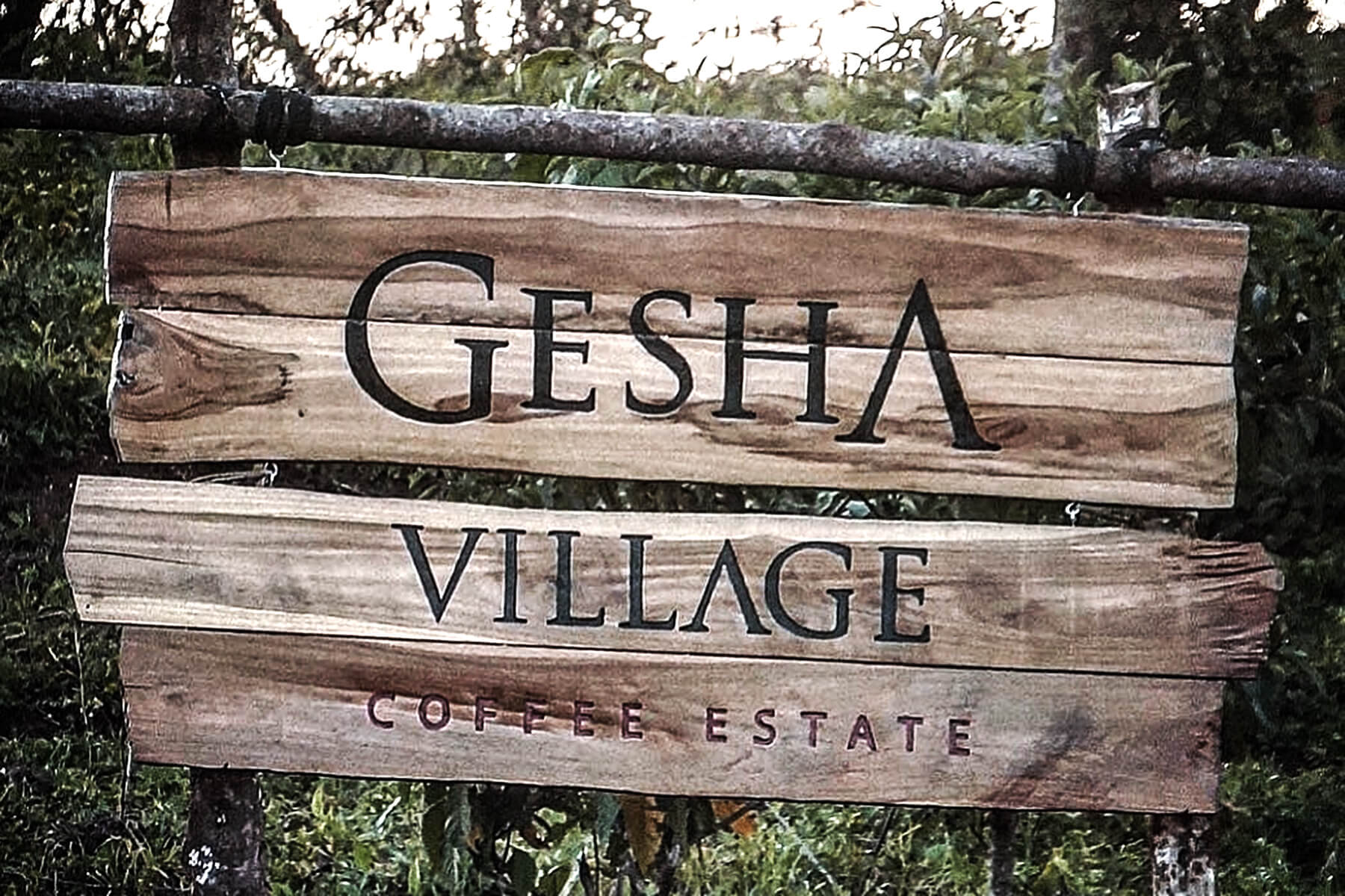 How to Choose Ethiopian Red Label Gesha? A Complete Guide to the Gorilla Forest Origin & Pour Over Parameters
