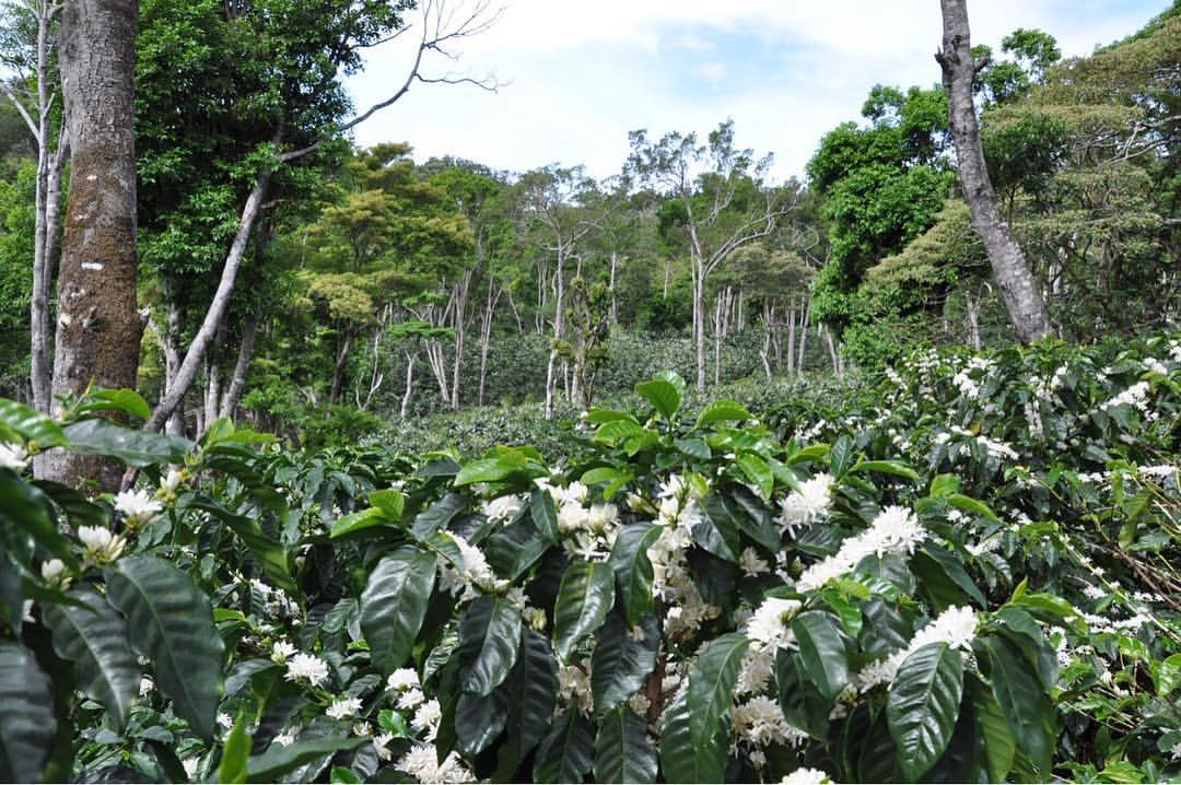 Panamanian Geisha Flavor Analysis | Complete Guide to Green Tip vs Red Tip Differences and Pour Over Parameters