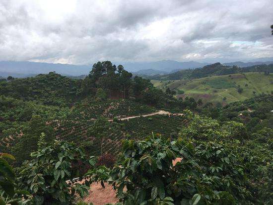 Complete Guide to Honduran Coffee Regions: Flavors and Brewing Tips for Washed Caturra and Sweet Orange Estate