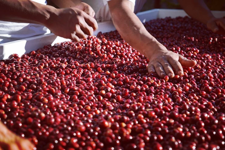 Front Street Coffee's Elida Green Top Geisha Pour Over Guide: ASD Processing Method & High-Value Flavor Analysis at 60 RMB