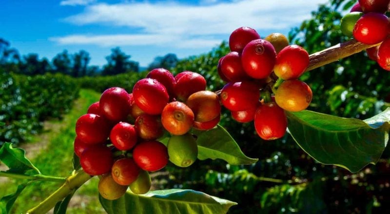 A Complete Guide to Hawaiian Kona Typica Coffee Bean Grades and Pour Over Parameters