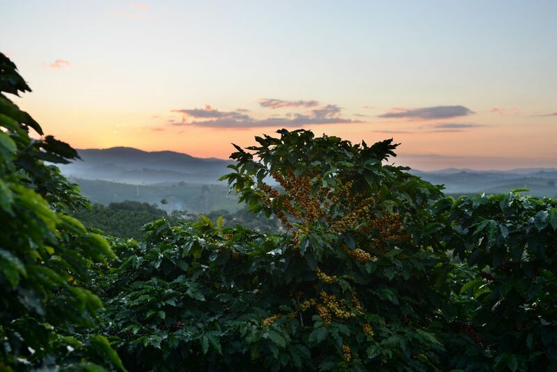 The Ultimate Guide to Hawaiian Kona Coffee: Terroir, Grading Standards, and Washed Processing Basics