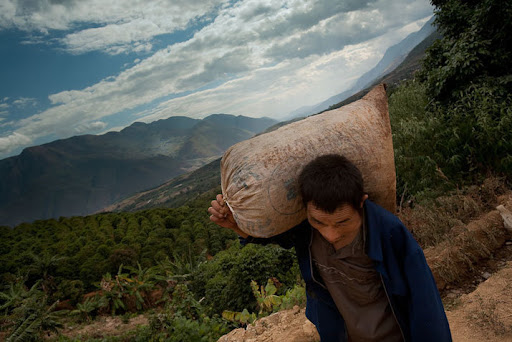 Yunnan Coffee: From Missionary Seedlings to Specialty — A Comprehensive Guide to Typica Cultivation and Washed Processing
