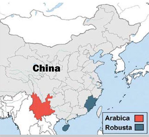 A Comprehensive Guide to Yunnan Small-Bean Coffee: Flavor Characteristics, Health Benefits, and Weight Loss Potential