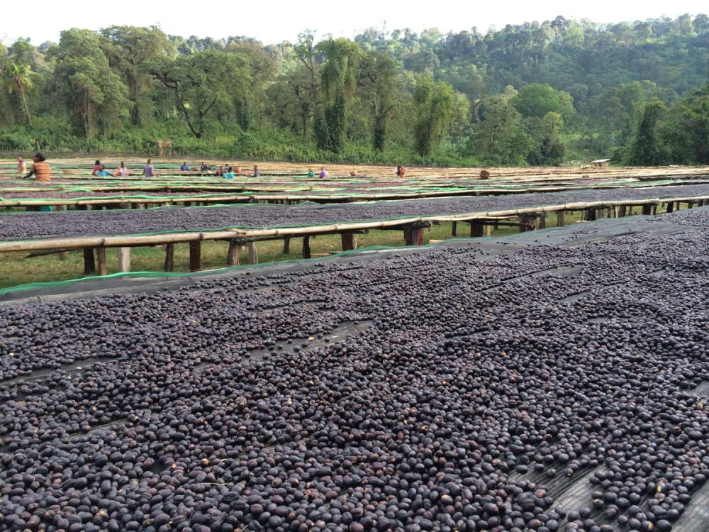 Ethiopia Huakui 6.0 Pour Over Guide: Flavor Profile & Brewing Tips for Small-Bean Huakui