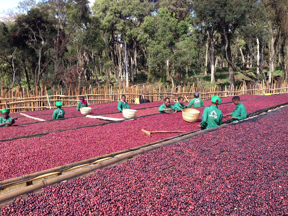 How to choose between Hua Kui 6.0 and 7.0? Flavor analysis of Ethiopian natural beans and pour over recommendations