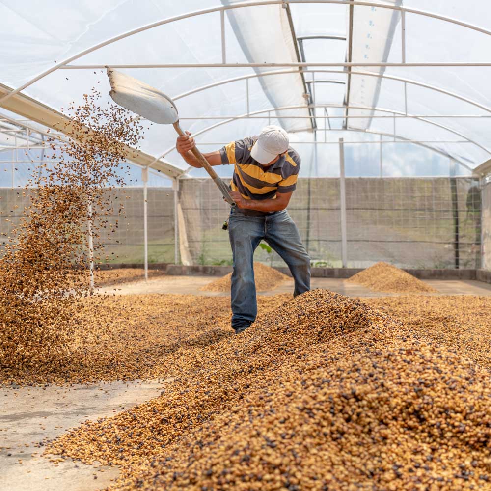 In-depth Analysis of Costa Rica Mozart Coffee Beans: Tarrazú Raisin Honey Process & Pour Over Recommendations