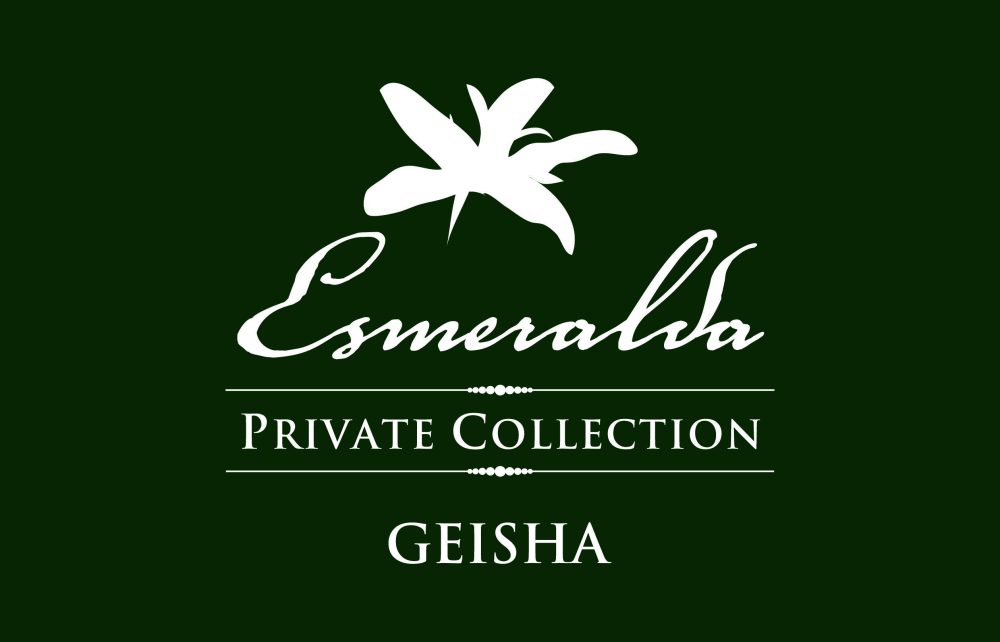 A Complete Guide to Pour Over with Panamanian Emerald Geisha: Differences Between Red, Green, and Blue Labels, Roasting Profiles, and Brewing Techniques