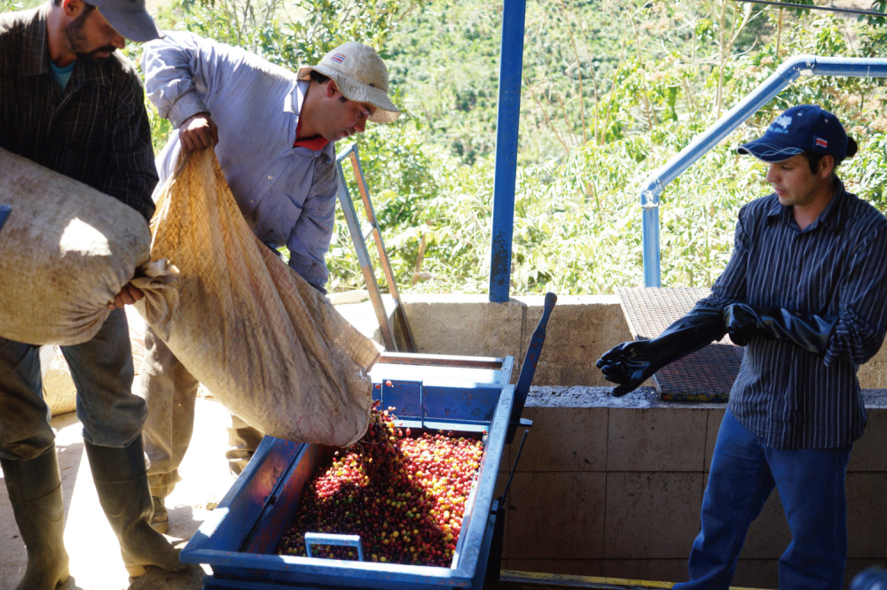 In-depth Analysis of Costa Rica Mozart Coffee: Raisin Honey Process & Canet Estate Cultivation Secrets