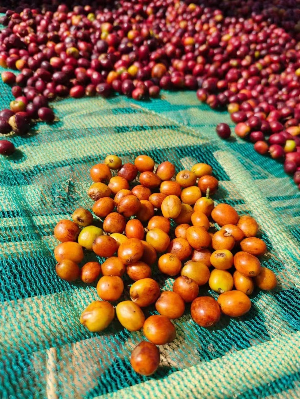 Complete Guide to Ethiopian Hambela Huika Sun-Dried Beans: From the Hambela Region to Pour Over Flavor Profile