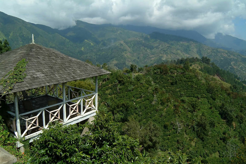 Jamaica Blue Mountain Coffee Flavor Profile & Origin Secrets: Why Are Blue Mountain Beans So Expensive?
