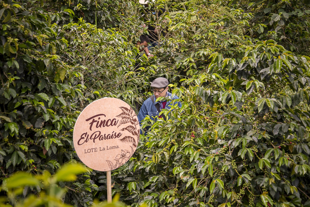 Colombian Paradise Estate Sakura Coffee: COE Champion Double Anaerobic Washed SOE Flavor Profile & Pour Over Recommendations