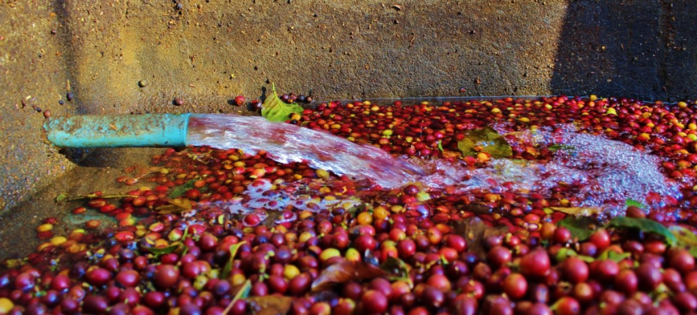 How to Choose Between Blue Mountain and Golden Mandheling? A Complete Analysis of Varieties, Processing, and Flavor