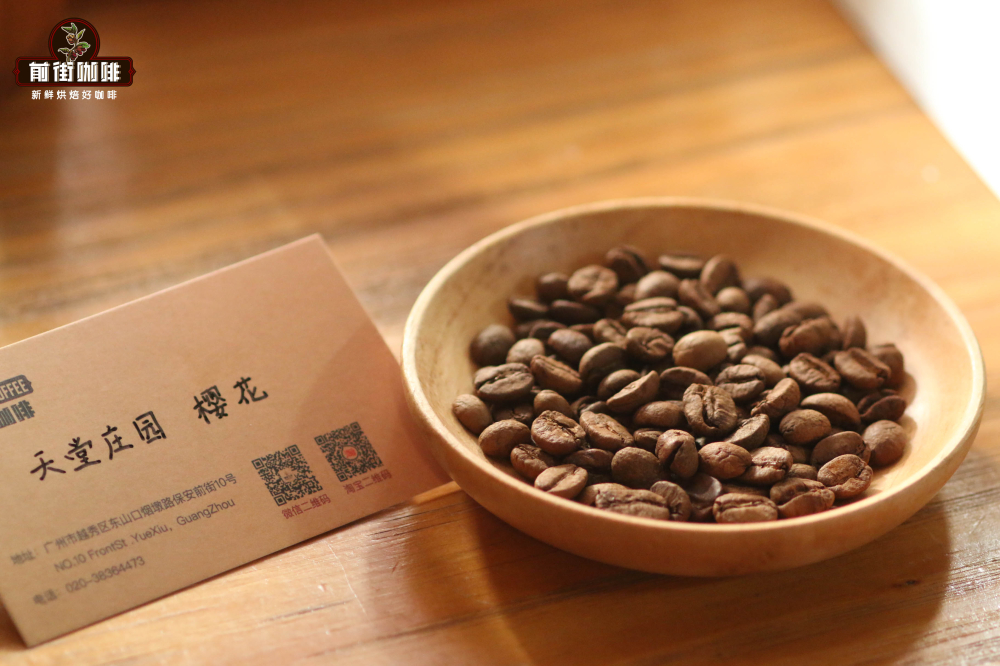 Flavor Profile of Colombian Paradise Estate Sakura Beans | V60 Pour Over Parameters and Roasting Recommendations