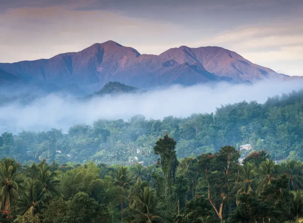 Complete Guide to Jamaican Blue Mountain Coffee: Region Grades, Flavor Profile & Pour Over Parameters
