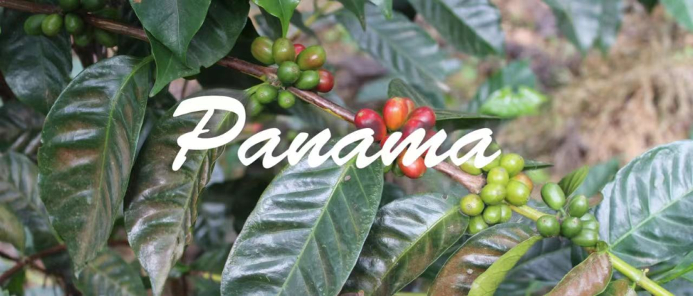 A Comprehensive Guide to Panamanian Geisha Coffee Varieties and Optimal Pour Over Parameters