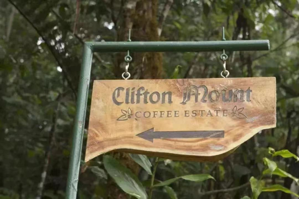 The Ultimate Guide to Jamaican Blue Mountain Coffee: Origin, Washed Process, Grade Identification & Pour Over Parameters