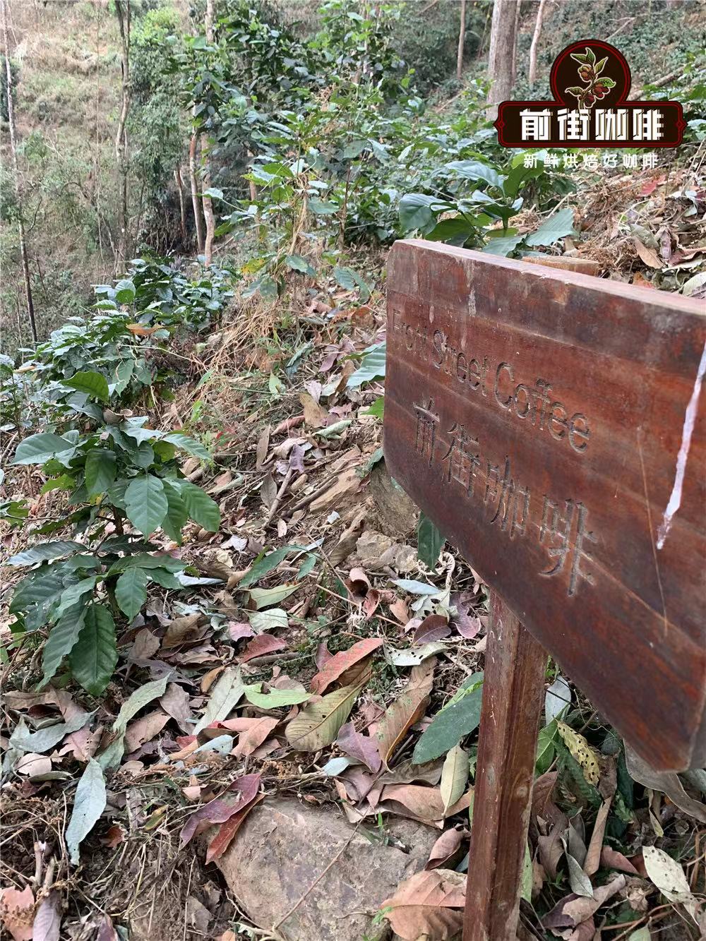 The Centennial Evolution of Yunnan Small-Bean Coffee | A Comprehensive Analysis of the Typica Variety’s Characteristics and Pour Over Parameters