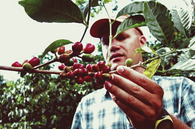 How to Brew Panama Finca Geisha? Practical Pour Over and French Press Guides with Flavor Analysis