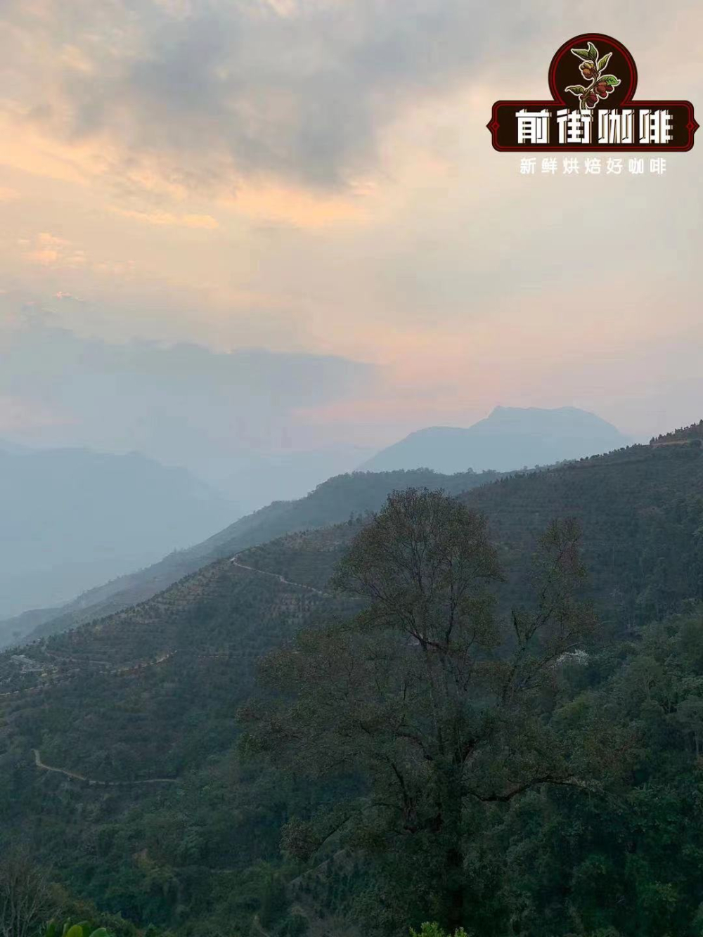 How to Choose Yunnan Coffee Bean Varieties? Flavor Differences, Cultivation Evolution, and a Natural Process Typica Review