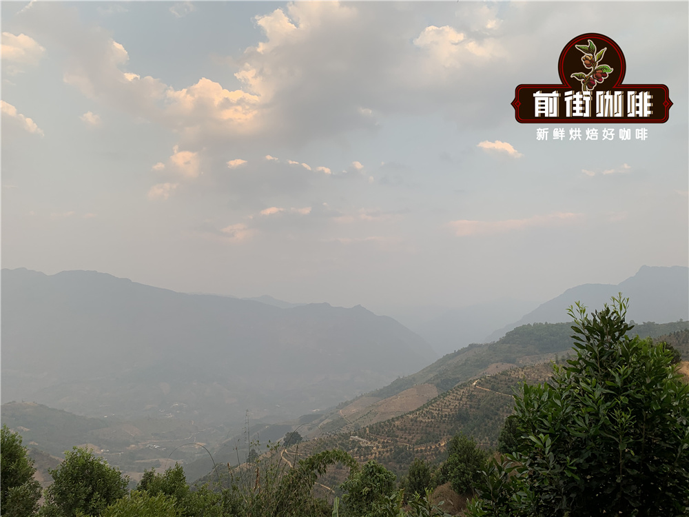 Complete Guide to Yunnan Coffee Bean Varieties & Regions: Flavor Differences of Typica, Bourbon, and Catimor & Brewing Recommendations