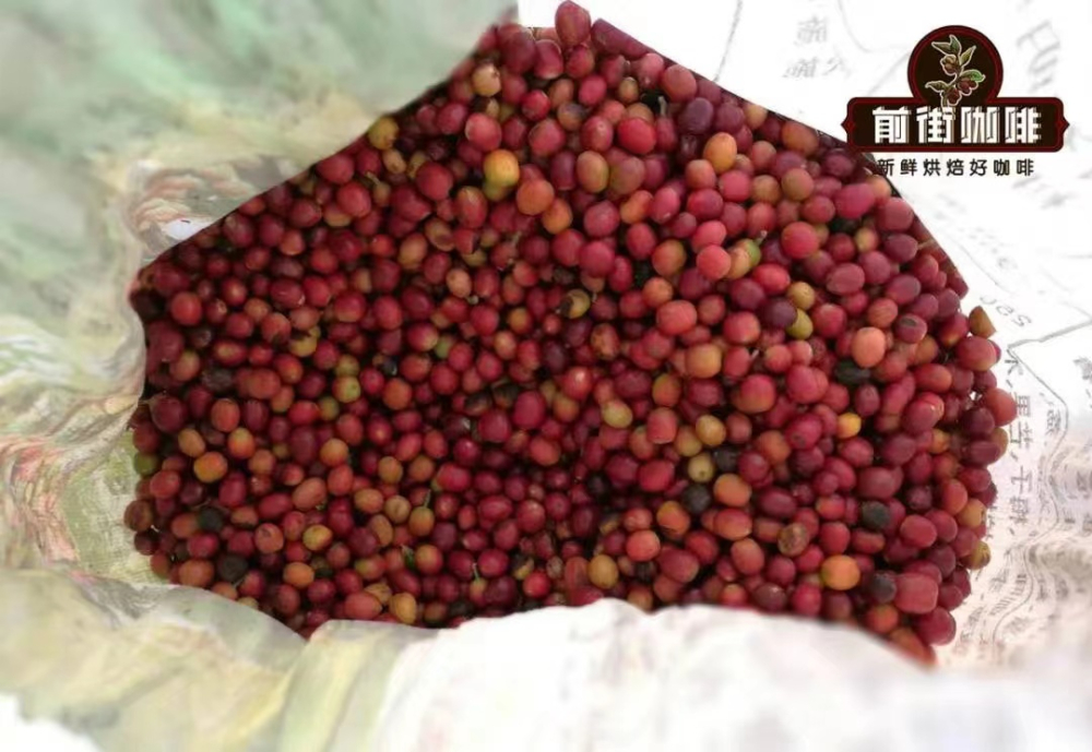 Yunnan Coffee Region Review: Flavor Profile of Typica and Pour Over Recommendations
