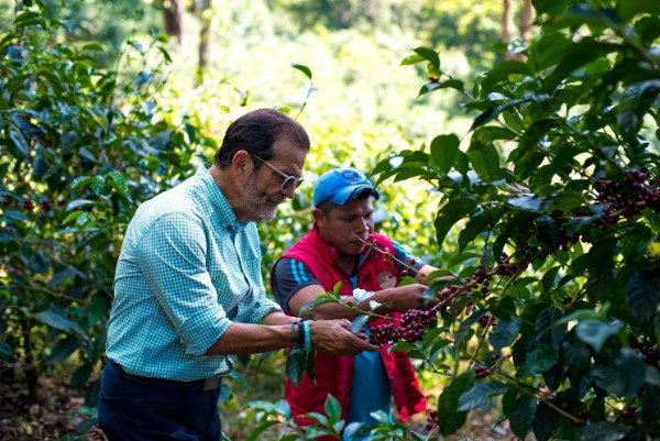 Panama Aurora Geisha Pour Over Guide: Sun-Dried Processing & 91°C Extraction Parameters
