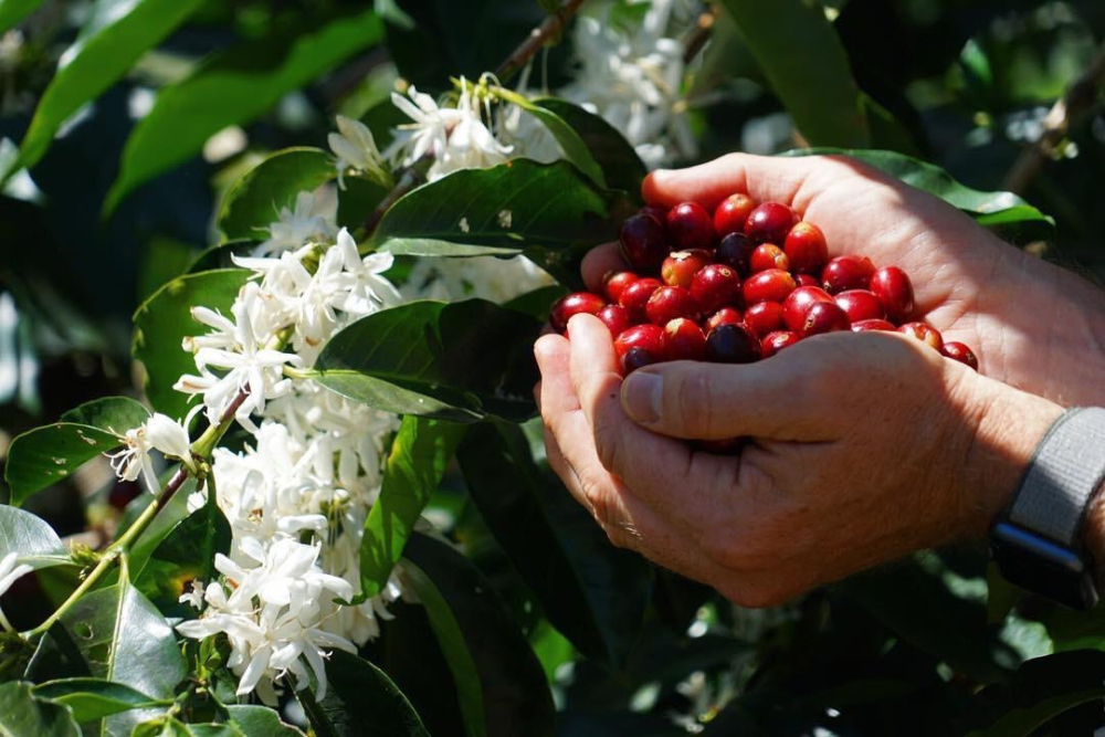 Colombian Hope Estate Geisha Washed: Full Flavor Profile & Pour Over Parameters Guide