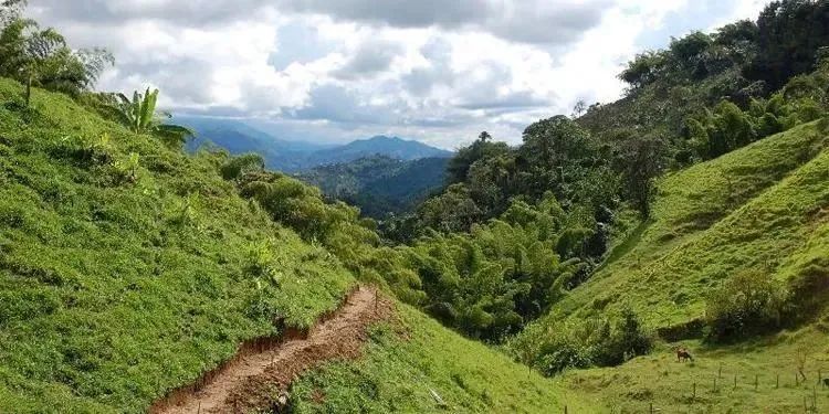 A Complete Guide to the Characteristics of Colombian Huila Coffee Beans and Pour Over Flavors