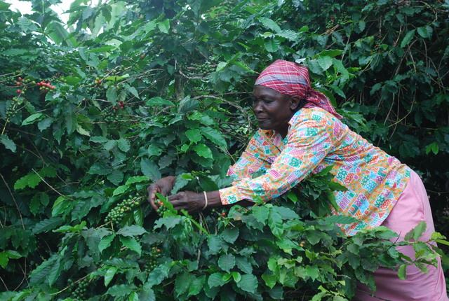Complete Guide to Jamaican Blue Mountain Coffee: Region, Grades, Brewing Parameters & Authenticity Identification