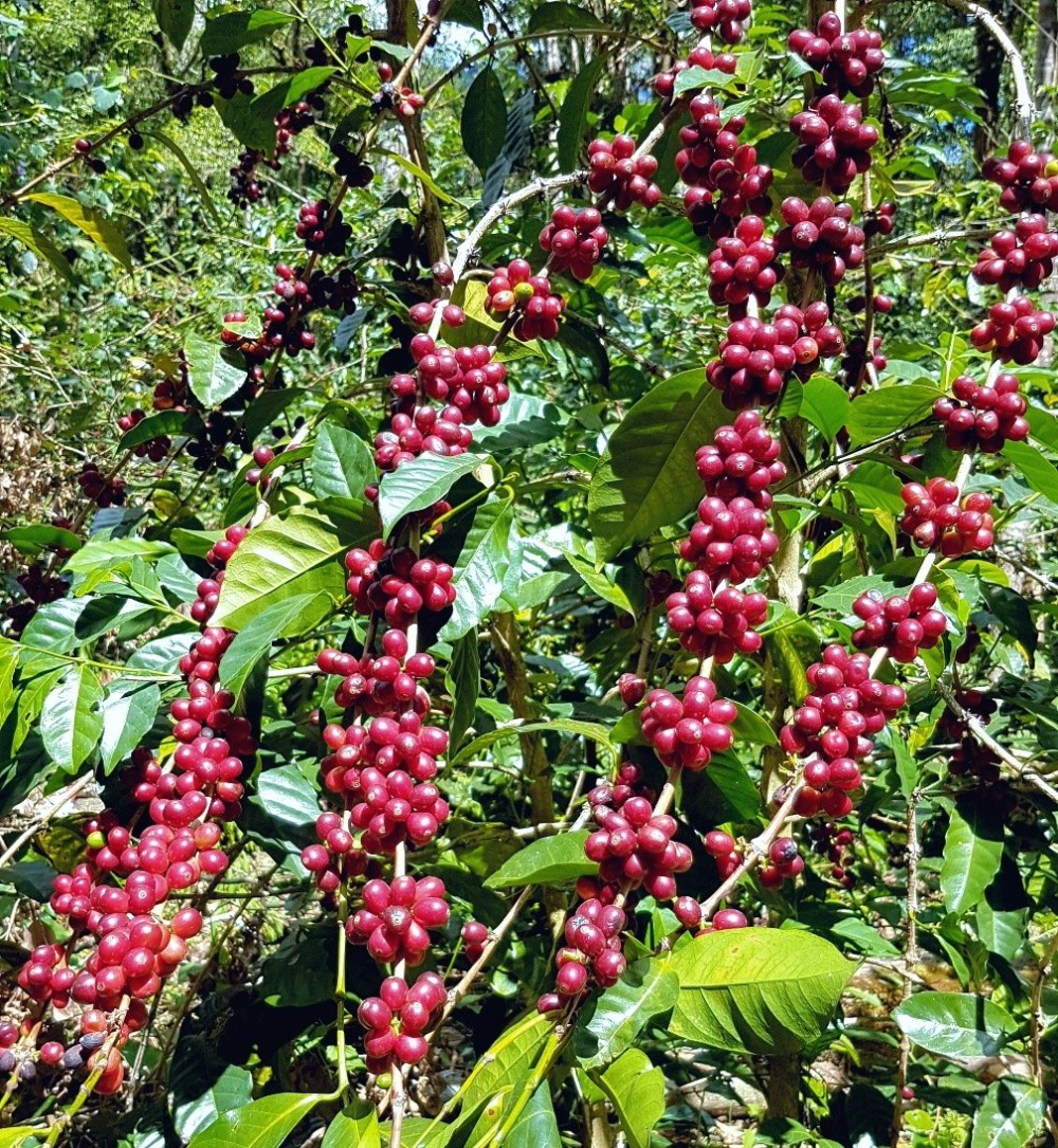 Complete Guide to Jamaican Blue Mountain Coffee: Region, Grades, Brewing Parameters & Authenticity Identification