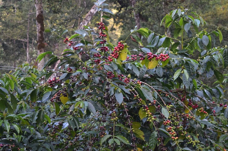 Analysis of Yirgacheffe Coffee Bean Grades | Guide to Flavor Differences Between Natural and Washed Processes and Sweetness Selection