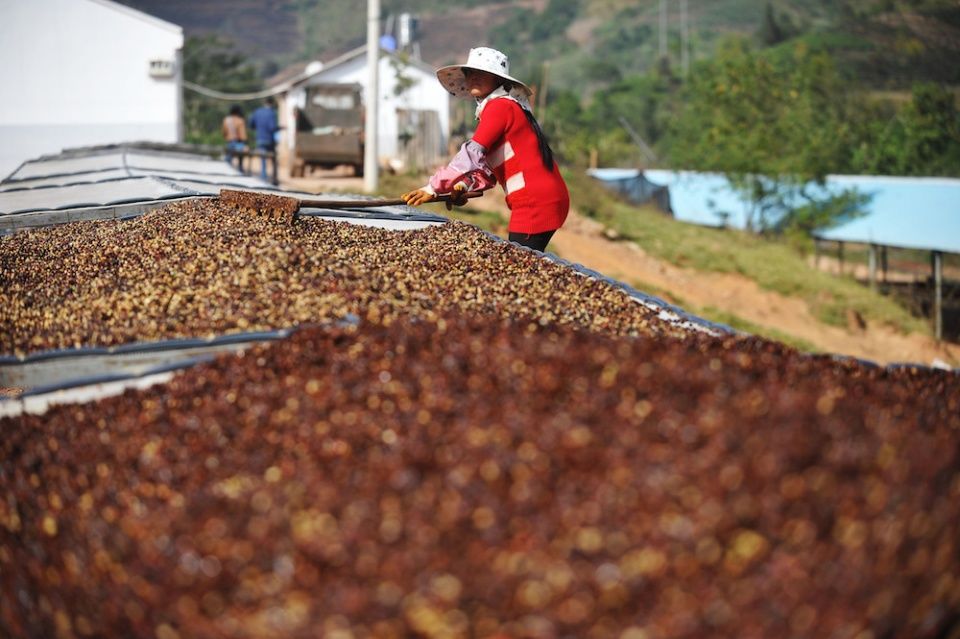 Unveiling the Coffee Flavors of Yunnan’s Four Major Regions: The Premium Transformation Journey from Typica to Processing Methods