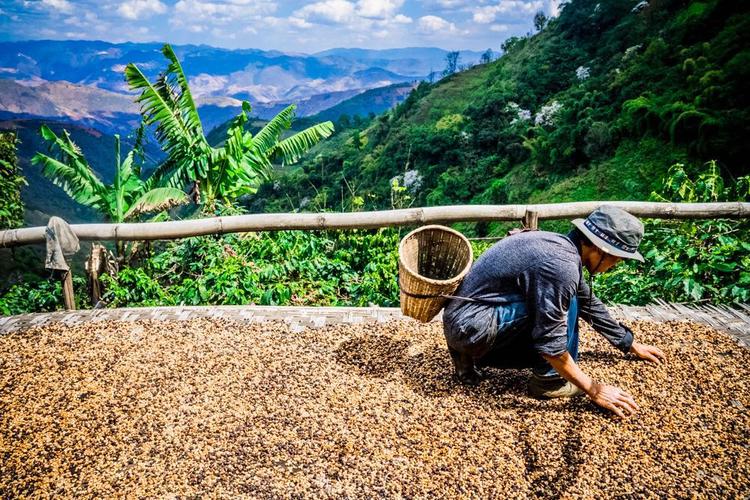 Unveiling the Coffee Flavors of Yunnan’s Four Major Regions: The Premium Transformation Journey from Typica to Processing Methods