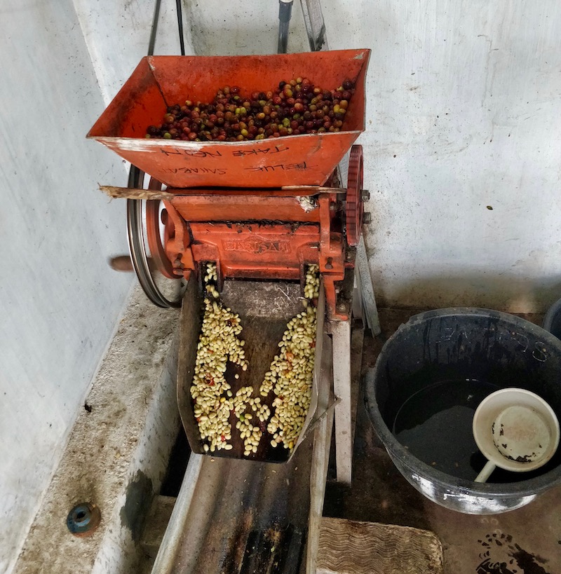 The Differences Between Sumatra Lintong and Golden Mandheling | How Wet-Hulling Affects Flavor? Extraction Parameter Recommendations