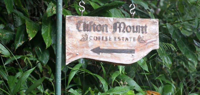 How does Jamaican Blue Mountain coffee taste? Full breakdown of its sweet profile, pour over parameters, and grading system