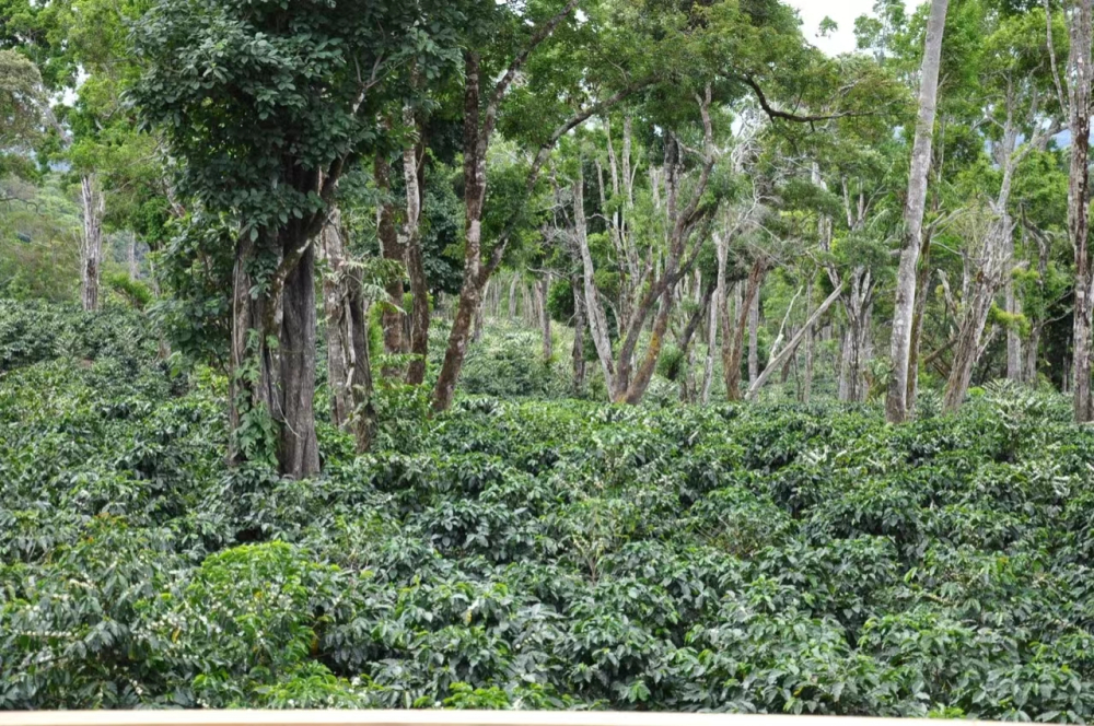 How to Brew Panama Geisha Butterfly Coffee? Flavor Profile and Brew Guide for a Geisha Blend with Natural Processing