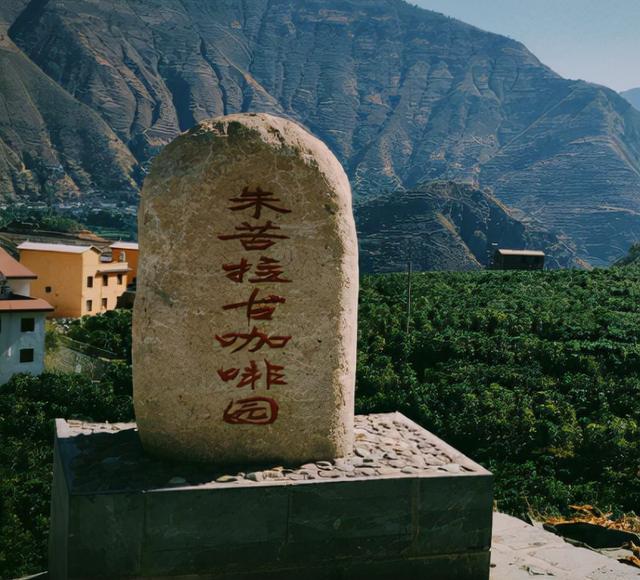 Yunnan Small Bean Coffee Varieties Explained | Flavor Differences Between Typica and Bourbon, and Regional Characteristics