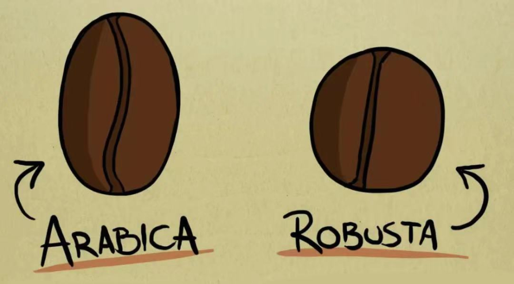 What's the difference between Arabica and Robusta? A complete guide to specialty Arabica coffee beans and how to choose them