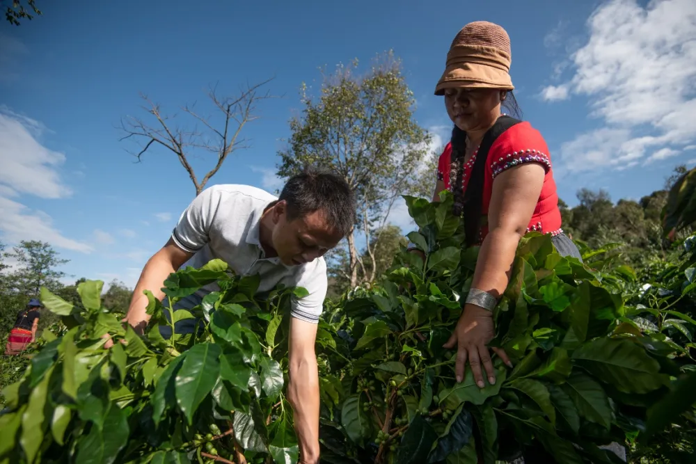 Are Yunnan Small-Bean Coffee and Catimor the Same? A Complete Guide to Variety Analysis and Washed Processing Flavor Characteristics
