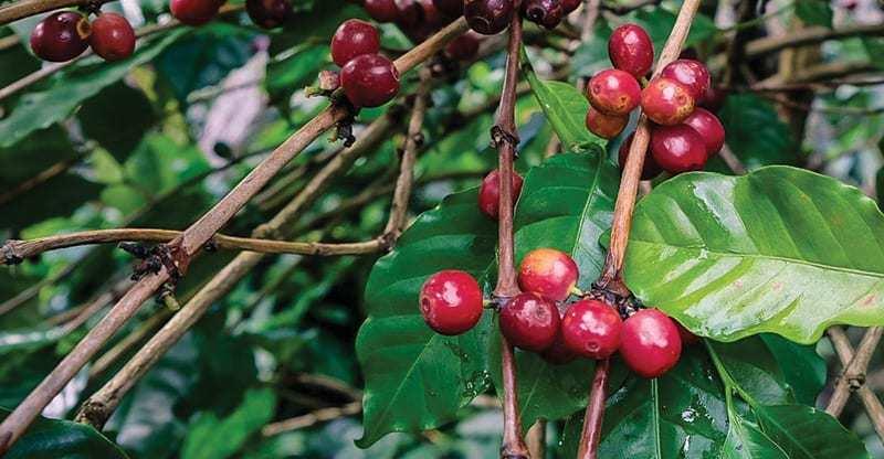 Are Yunnan Small-Bean Coffee and Catimor the Same? A Complete Guide to Variety Analysis and Washed Processing Flavor Characteristics