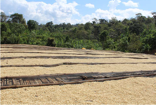 Analysis of the Differences Between Yirgacheffe and Huakui 6.0: A Complete Guide from Regional Origins to Pour Over Flavors