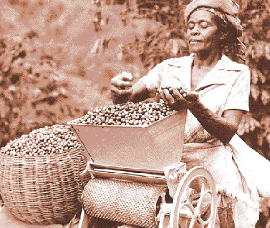 Complete Guide to Jamaican Blue Mountain Coffee: Region, Grades, Pour Over Techniques & Flavor Profile