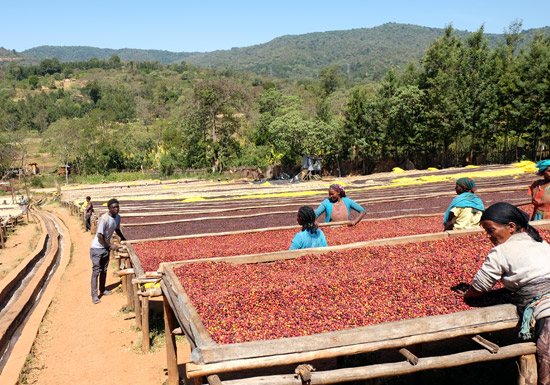 A Complete Guide to Ethiopia's Coffee Regions: From Yirgacheffe to Sidamo, Mastering Floral-Fruity Acidity and Brewing Essentials
