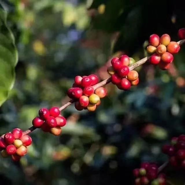 A Complete Guide to Ethiopian Heirloom Coffee: From Three Major Varieties to Flavor Profiles of Yirgacheffe and Sidamo Regions