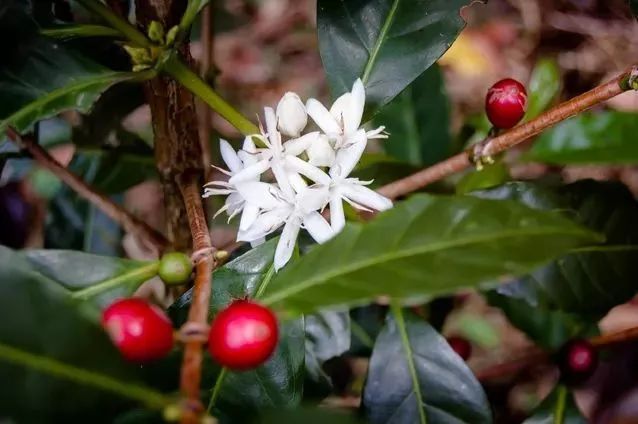 A Complete Guide to Ethiopian Heirloom Coffee: From Three Major Varieties to Flavor Profiles of Yirgacheffe and Sidamo Regions
