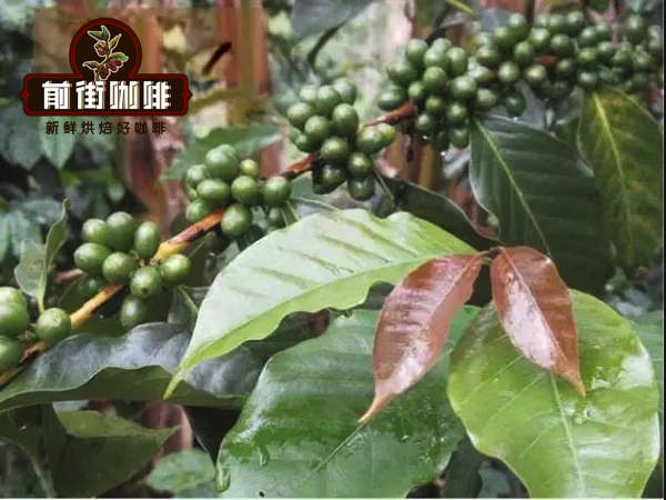 A Beginner's Guide to Flavor Differences of Small-Bean Coffee in Yunnan's Four Major Regions and Washed Processing